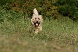 CAIRN TERRIER 522